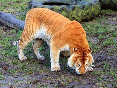 The photo shows a liger. Its father is a male lion, and its mother is a female tiger.

Which two f