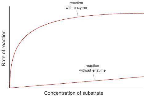 100 POINTS QUESTION!!!

This graph shows the rates of reaction in a chemical reaction with and wit