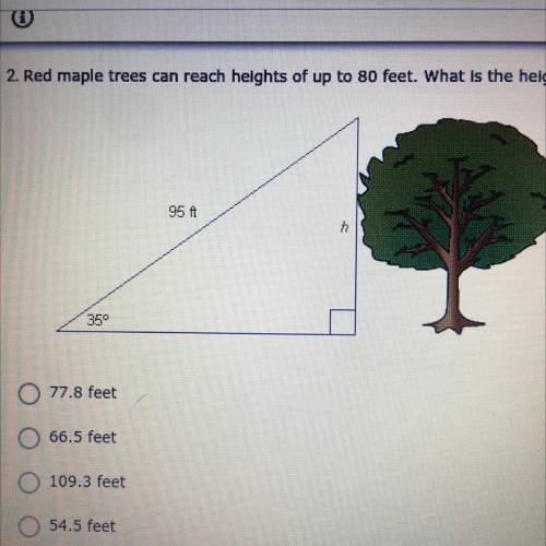 Red maple trees can reach heights up to 80 feet. What is the height of the maple tree shown below?