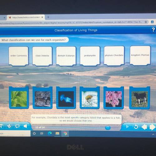 What classification can we use for each organism?

order Carnivora
class Insecta
domain Eukarya
pr