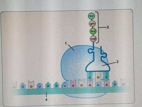 Refer to this diagram. Which structure will become the product of translation?

A) 1 B) 2C) 3D) 4​