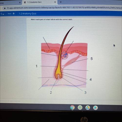 Match each part of a hair follicle with the correct label.