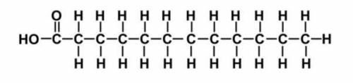 Which organic molecule is pictured below?

A) Protein
B) Carbohydrate
C) Nucleic Acid
D) Lipid