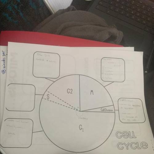 S
G2
M
Cell Division
G1
cell
CYCle