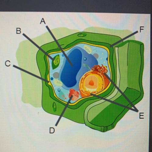 Identify the organelles in the cell to the right.
A
B
C
D
E
F