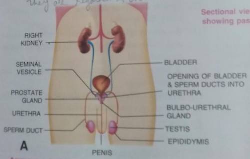 Diagram for male reproductive system​