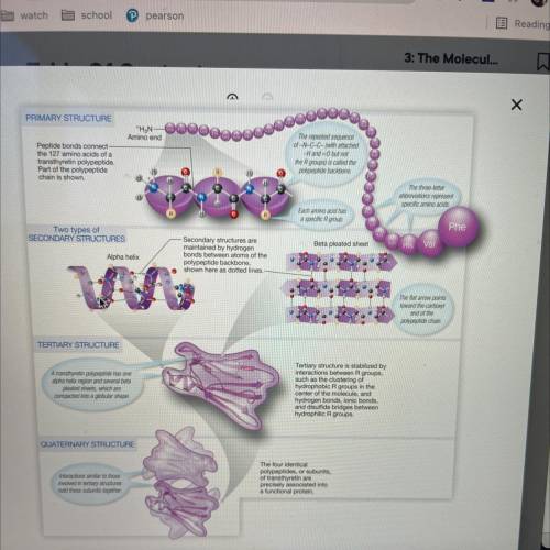 What kinds of things do the functional domains of proteins interact with
(at molecular level)?