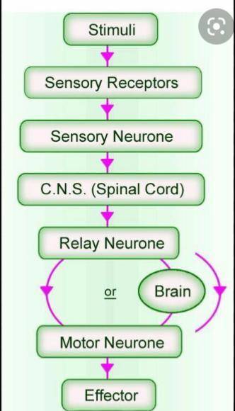 HELP ME I WILL MARK BRAINLIEST 

Trace the pathway of impulses through the nervous system in respon