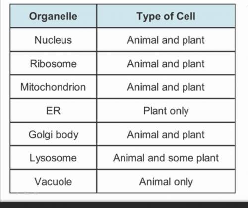What are the errors in the table? Check all that apply.

ER should be in both animal and plant cel