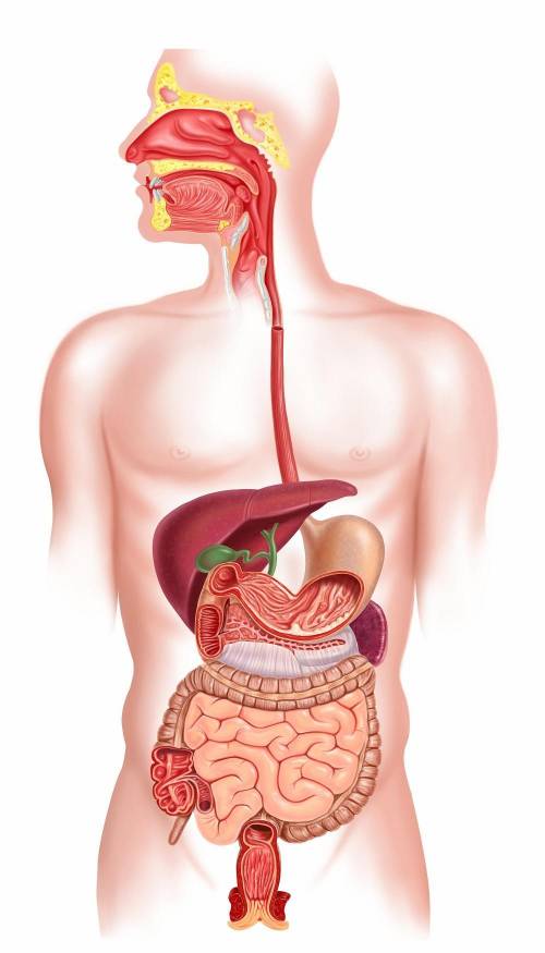A person has a disease that damages the lining of the small intestine, preventing this organ from p