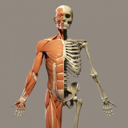 Body systems work together to maintain homeostasis of the organism. However, different body systems