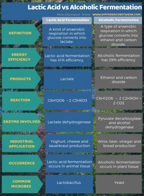 Compare and contrast lactic acid fermentation and alcoholic fermentation. You may use a T-Chart or V