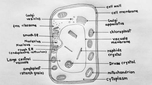 A cell that has a boxlike structure, a large vacuole, and chloroplasts is most likely to be a