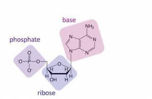 The molecule shown below would be classified as:

A) Lipid
B) Carbohydrate
C) Nucleic acid
D) Prote