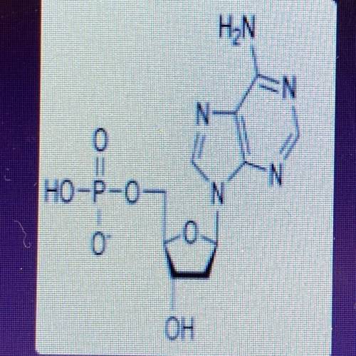 The structure below could be used to build which of the following macromolecules?