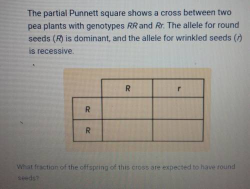 The partial Punnett square shows a cross between two pea plants with genotypes RR and Rr. The allel