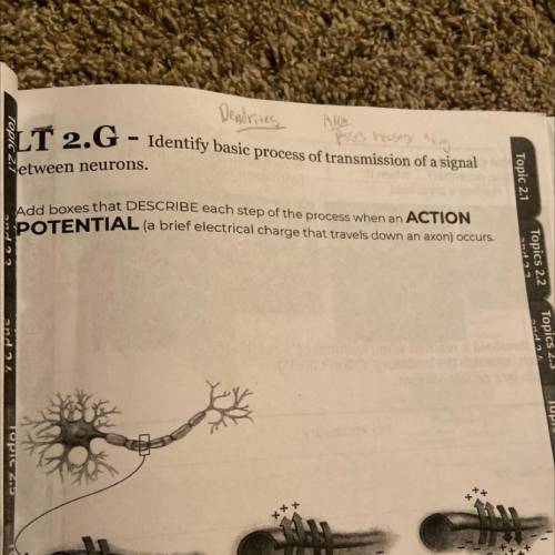 please help me!! add boxes that describe each step of the process when an action potential a brief