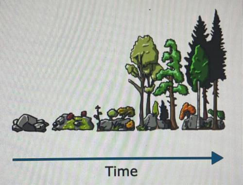 This sequence of images shows the stages in which an ecosystem undergoes succession. Analyze what i