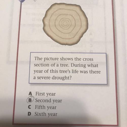 The picture shows the cross

section of a tree. During what
year of this tree's life was there
a s