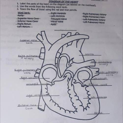 I NEED HELP WITH NUMBER 3!!

1. Label the parts of the heart on the diagram (as labeled on the ove