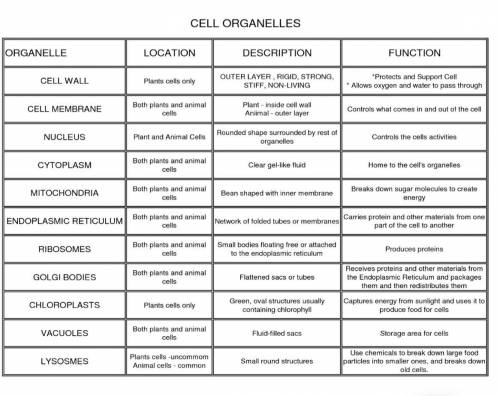 An Organelle Horror Story

Assignment: To help you remember the functions of the organelles, you w