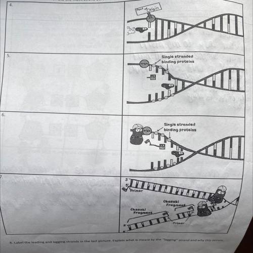 Sequence of events occurring in DNA replication