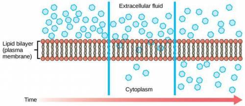 Which statement best describes the function of the plasma membrane?

It forms a barrier that contro