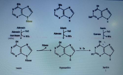 List all enzymes involved in each reaction in the picture below
