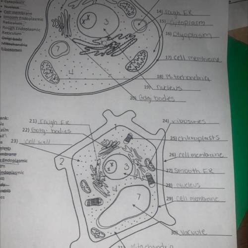 The last one can y’all please help me label the animal cell down below please?