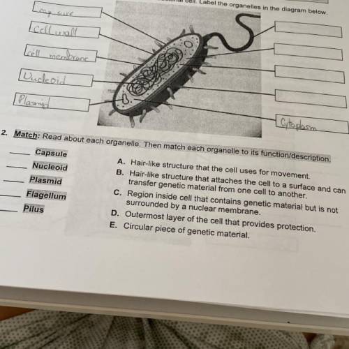 2. Match: Read about each organelle. Then match each organelle to its function/description.

Capsu