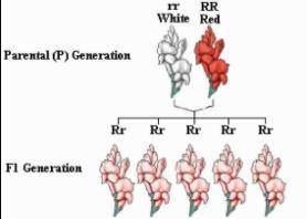 The pattern of inheritance in which a trait appears to blend between two types to produce and inter