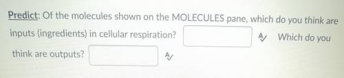 What are the inputs and outputs of cellular respiration