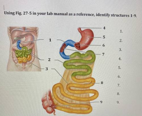 Using Fig. 27-5 in your lab manual as a reference, identify structures 1-9.