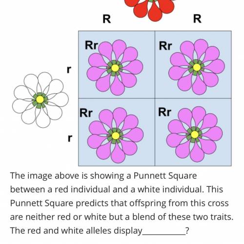 Helpppppp plzzzzzzzzz

A: Incomplete Dominance
B: Codominance
C: Dihybrid cross
D: Polyhybrid cros