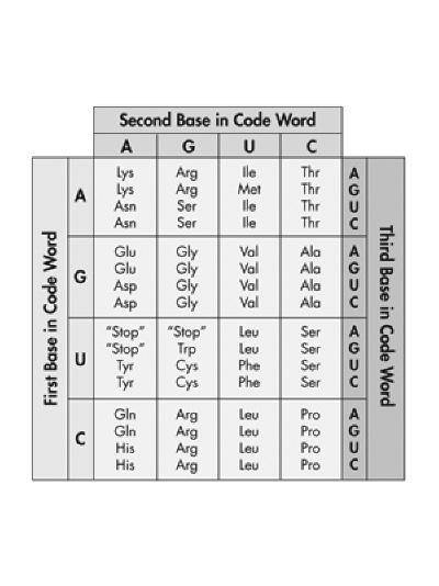 Using the genetic code chart above.

What are the all the codons that code for tyrosine (Tyr)? Cho