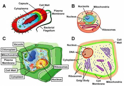 Cell Type Dichotomous Key

1a cell has a nucleus and organelles → go to step 2
1b cell has no nucl