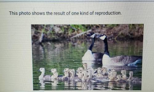 Which statement best describes this kind of reproduction? A. Each parent passed all of its genes to