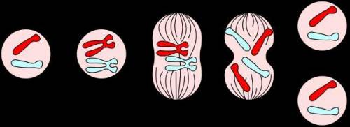 This picture shows the process of mitosis. Which part of the cell theory is supported by the proces