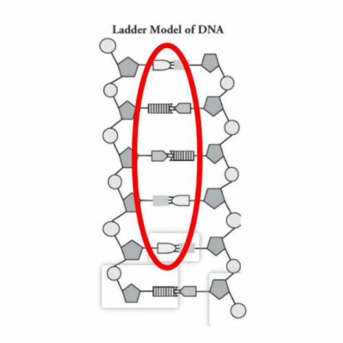 Identify the components in the red circle.

sugar phosphate backbone
a nucleotide base pair
an ami