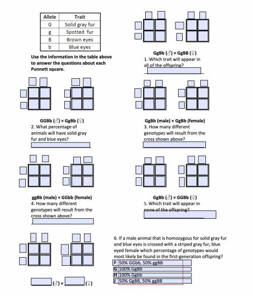 Use the information in the table above

to answer the questions about each 
Punnett square. (100 p