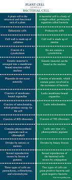 Differences between bacteria and plants