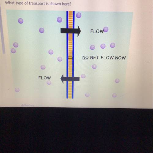 What type of transport is shown here?

A diffusion
B membrane 
C endocytosis 
D facilitated diffus