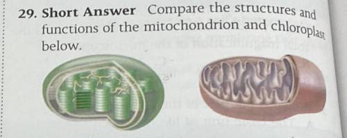 Compare the structures and
functions of the mitochondrion and chloroplas
below.