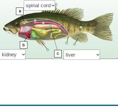 What is the answer 50 points