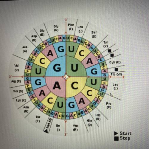 1.) Using the information in the table below, determine the amino acid sequence or get is coded for