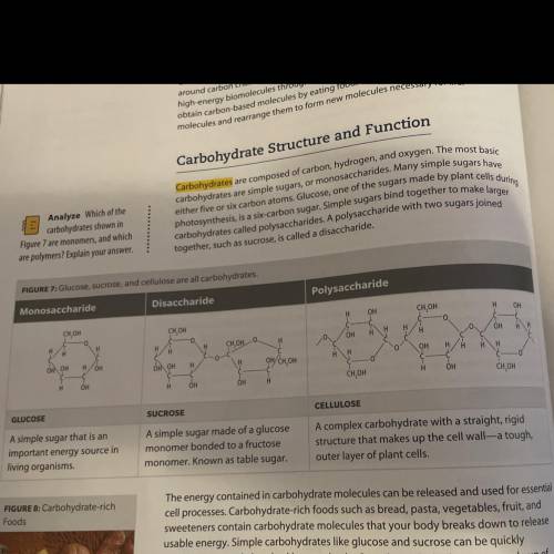 Which of the carbohydrates shown in figure 7 are monomers and which are polymers? explain?