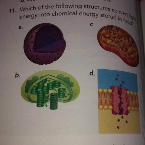 Which of the following structures convert light
energy into chemical energy stored in food?