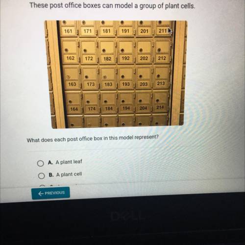 Can someone plz help me? :(

A. A plant leaf 
B. A plant cell
C. A vacuole 
D. A chloroplast