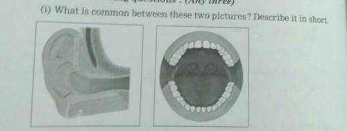 What is common between these two pictures? Describe it in short.