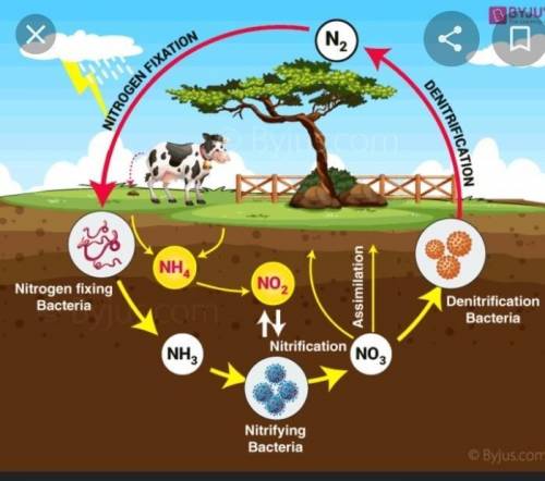 What is nitrogen cycle?explain its working along with a diagram.